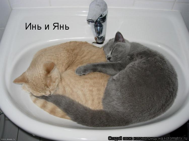 Котоматрица: Инь и Янь