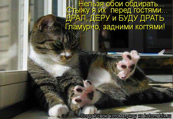 Нельзя обои обдирать... Стыжу я их перед гостями... ДРАЛ, ДЕРУ и БУДУ ДРАТЬ Гламурно, задними когтям... Котоматрица: Нельзя обои обдирать... Стыжу я их перед гостями... ДРАЛ, ДЕРУ и БУДУ ДРАТЬ Гламурно, задними когтями!