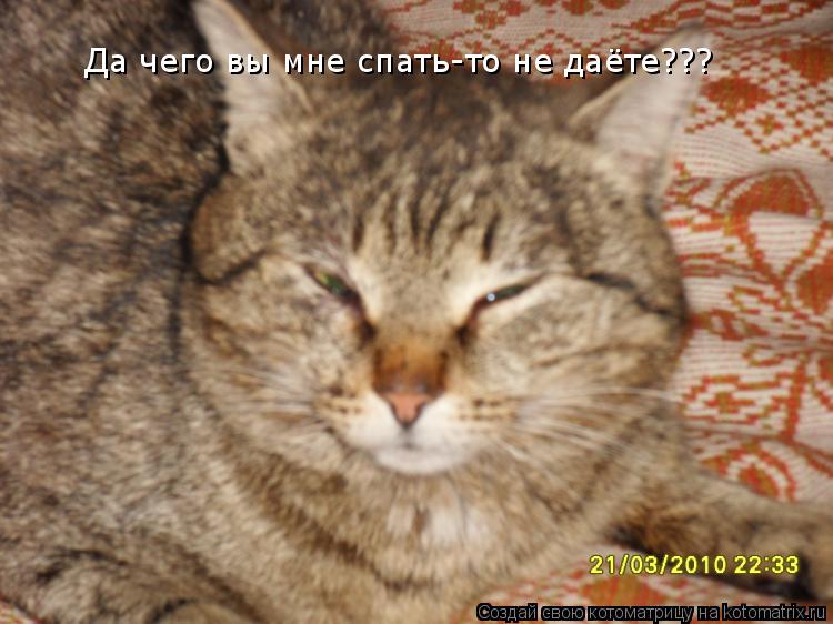 Да чего вы мне спать-то не даёте???... Котоматрица: Да чего вы мне спать-то не даёте???