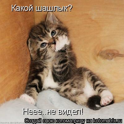Какой шашлык? Неее..не видел!... Котоматрица: Какой шашлык? Неее..не видел!