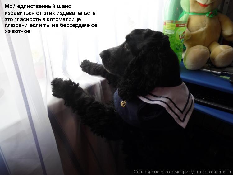 Мой единственный шанс избавиться от этих издевательств это гласность в котоматрице плюсани если ты не... Котоматрица: Мой единственный шанс избавиться от этих издевательств это гласность в котоматрице плюсани если ты не бессердечное животное
