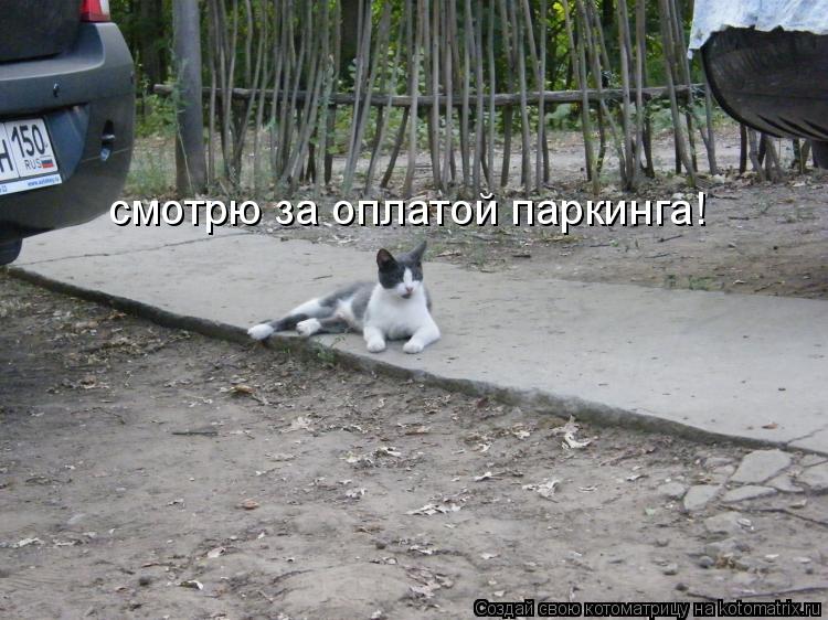смотрю за оплатой паркинга!... Котоматрица: смотрю за оплатой паркинга!