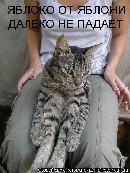 ЯБЛОКО ОТ ЯБЛОНИ ДАЛЕКО НЕ ПАДАЕТ... Котоматрица: ЯБЛОКО ОТ ЯБЛОНИ ДАЛЕКО НЕ ПАДАЕТ