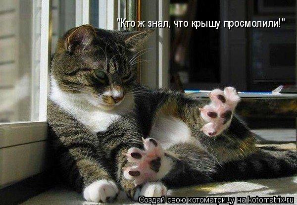 "Кто ж знал, что крышу просмолили!"... Котоматрица: "Кто ж знал, что крышу просмолили!"