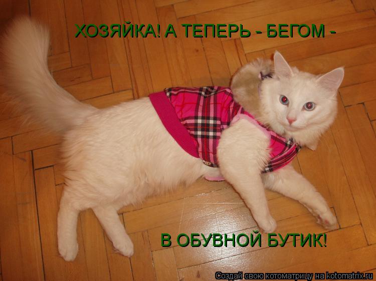 ХОЗЯЙКА! А ТЕПЕРЬ - БЕГОМ - В ОБУВНОЙ БУТИК!... Котоматрица: ХОЗЯЙКА! А ТЕПЕРЬ - БЕГОМ - В ОБУВНОЙ БУТИК!