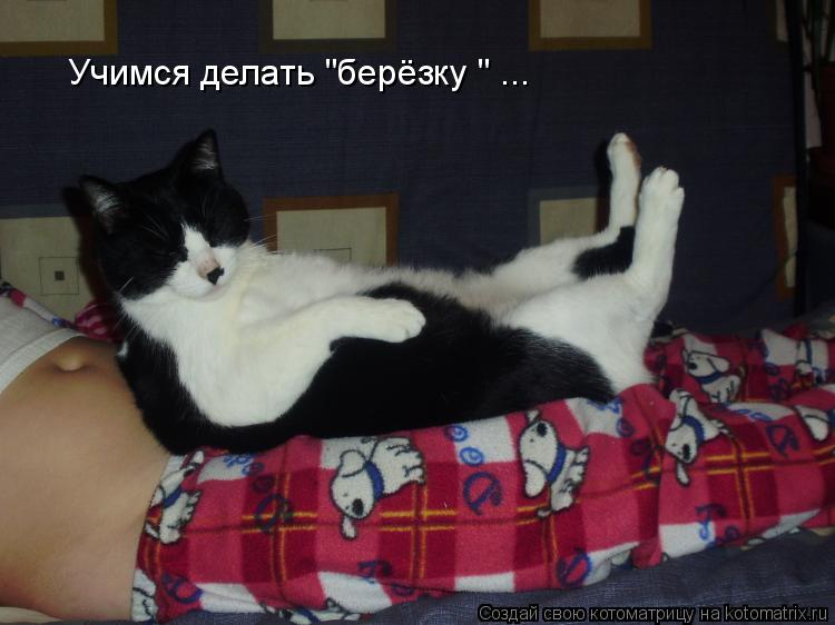 Учимся делать "берёзку " ...... Котоматрица: Учимся делать "берёзку " ...