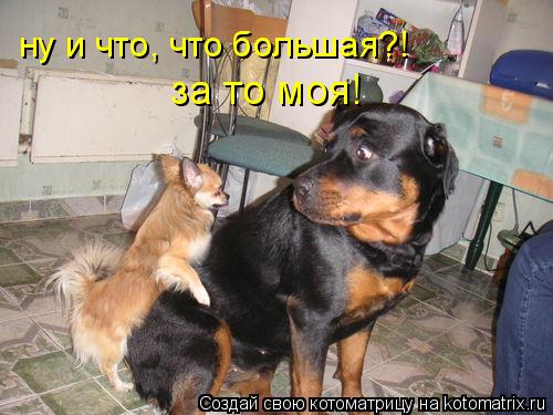 за то моя! ну и что, что большая?!... Котоматрица: за то моя! ну и что, что большая?!