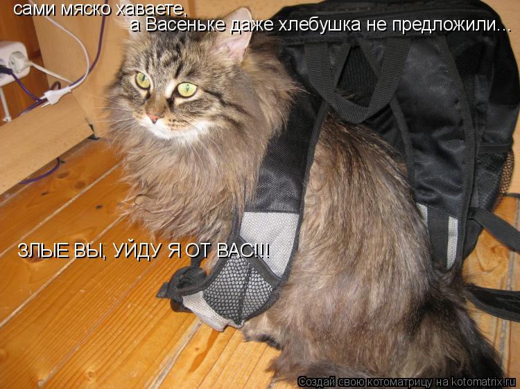 сами мяско хаваете, а Васеньке даже хлебушка не предложили... ЗЛЫЕ ВЫ, УЙДУ Я ОТ ВАС!!!... Котоматрица: сами мяско хаваете, а Васеньке даже хлебушка не предложили... ЗЛЫЕ ВЫ, УЙДУ Я ОТ ВАС!!!