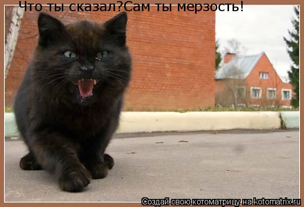 Что ты сказал?Сам ты мерзость!... Котоматрица: Что ты сказал?Сам ты мерзость!