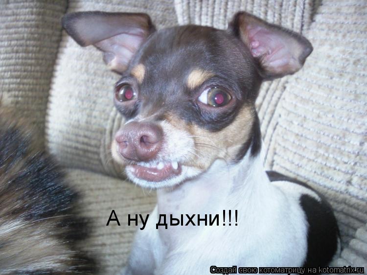 А ну дыхни!!!... Котоматрица: А ну дыхни!!!