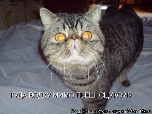 КУДА ВОДКУ МИМО ЛЬЕШ, СЦУКО?!?... Котоматрица: КУДА ВОДКУ МИМО ЛЬЕШ, СЦУКО?!?