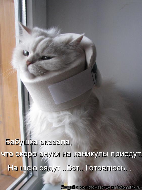 Бабушка сказала, что скоро внуки на каникулы приедут... На шею сядут...Вот...Готовлюсь...... Котоматрица: Бабушка сказала, что скоро внуки на каникулы приедут... На шею сядут...Вот...Готовлюсь...