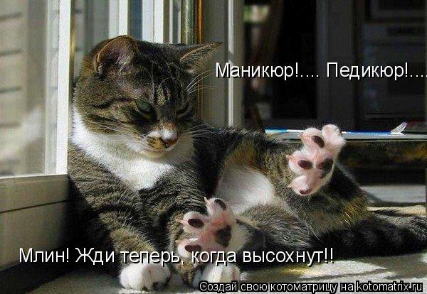 Маникюр!.... Педикюр!.... Млин! Жди теперь, когда высохнут!!... Котоматрица: Маникюр!.... Педикюр!.... Млин! Жди теперь, когда высохнут!!