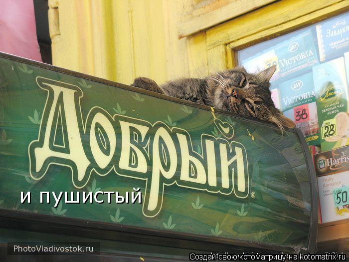 и пушистый... Котоматрица: и пушистый