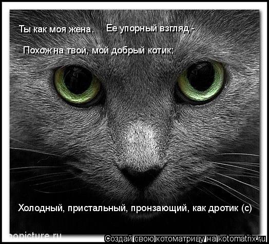 Ты как моя жена. Ее упорный взгляд - Похож на твой, мой добрый котик: Холодный, пристальный, пр... Котоматрица: Ты как моя жена. Ее упорный взгляд - Похож на твой, мой добрый котик: Холодный, пристальный, пронзающий, как дротик (с)