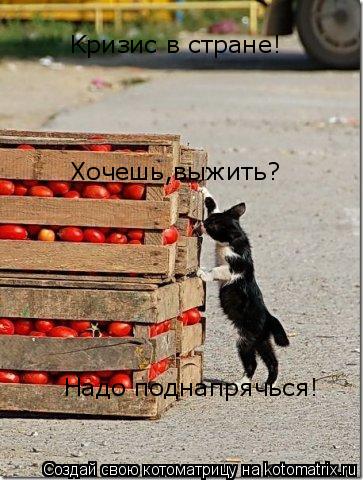Kризис в стране! Xочешь,выжить? Hадо поднапрячься!... Котоматрица: Kризис в стране! Xочешь,выжить? Hадо поднапрячься!