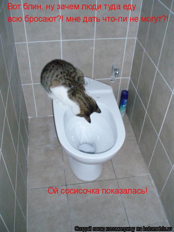 Вот блин, ну зачем люди туда еду всю бросают?! мне дать что-ли не могут?! Ой сосисочка показалась! Ой... Котоматрица: Вот блин, ну зачем люди туда еду всю бросают?! мне дать что-ли не могут?! Ой сосисочка показалась! Ой сосисочка показалась!