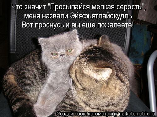 Что значит "Просыпайся мелкая серость", меня назвали Эйяфьятлайокудль. Вот проснусь и вы еще пожалеет... Котоматрица: Что значит "Просыпайся мелкая серость", меня назвали Эйяфьятлайокудль. Вот проснусь и вы еще пожалеете!