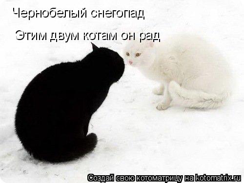 Чернобелый снегопад Этим двум котам он рад... Котоматрица: Чернобелый снегопад Этим двум котам он рад