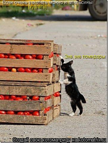 Котоматрица: Если очень захотеть можно и апельсины Эхе,эхе помидоры (кушать)