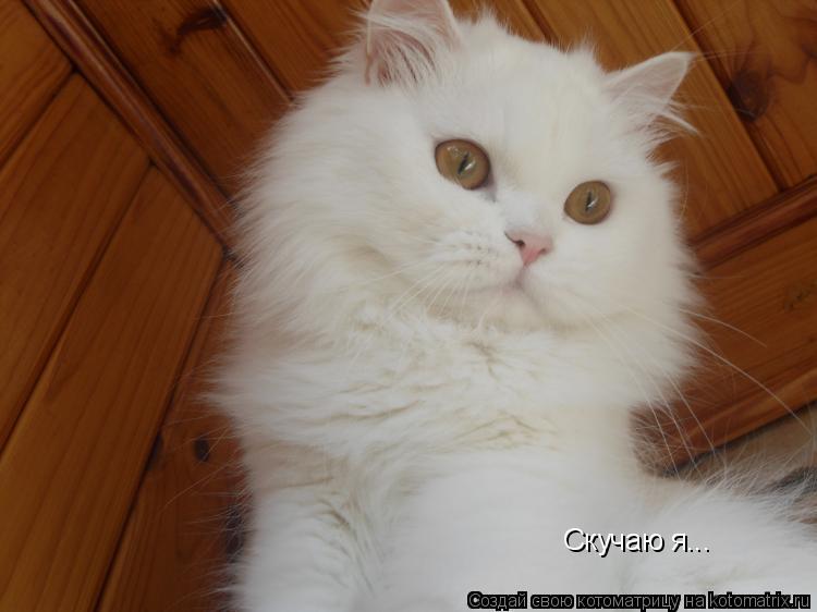 Скучаю я...... Котоматрица: Скучаю я...