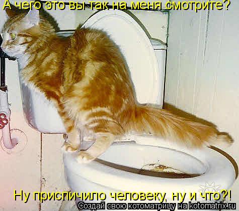А чего это вы так на меня смотрите? А чего это вы так на меня смотрите? Ну приспичило человеку, ну и ... Котоматрица: А чего это вы так на меня смотрите? А чего это вы так на меня смотрите? Ну приспичило человеку, ну и что?!