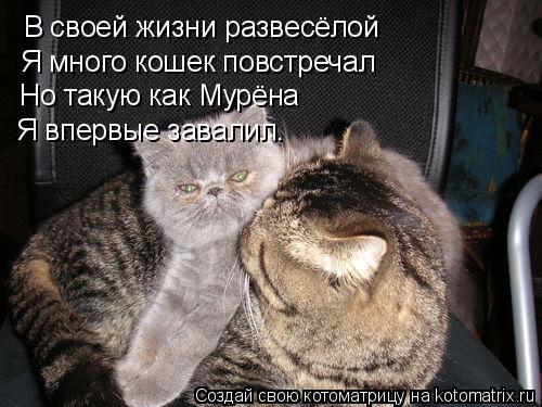 В своей жизни развесёлой Я много кошек повстречал Но такую как Мурёна Я впервые завалил.... Котоматрица: В своей жизни развесёлой Я много кошек повстречал Но такую как Мурёна Я впервые завалил.