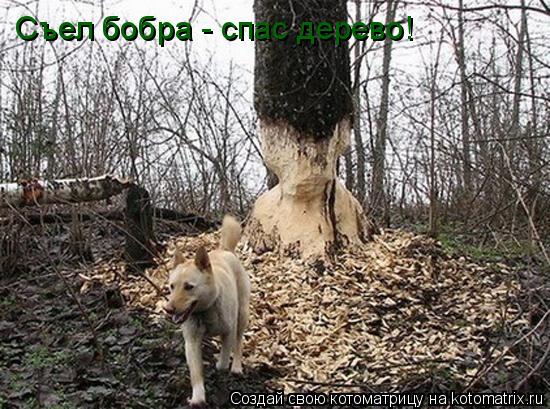 Съел бобра - спас дерево!... Котоматрица: Съел бобра - спас дерево!