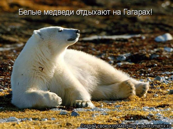 Котоматрица: Белые медведи отдыхают на Гагарах!