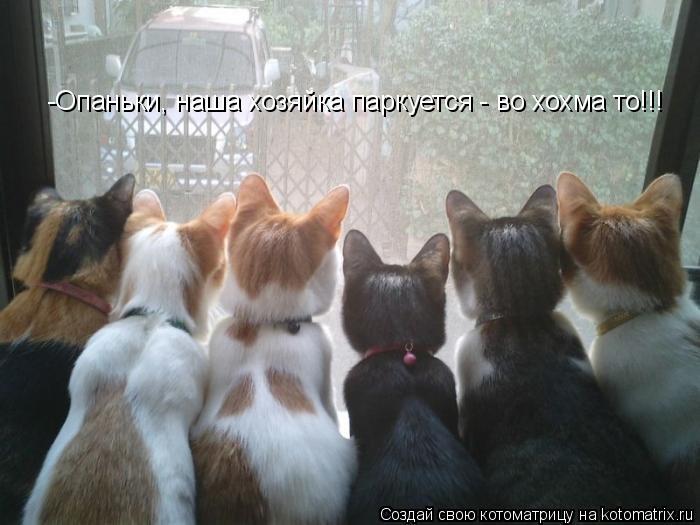-Опаньки, наша хозяйка паркуется - во хохма то!!!... Котоматрица: -Опаньки, наша хозяйка паркуется - во хохма то!!!