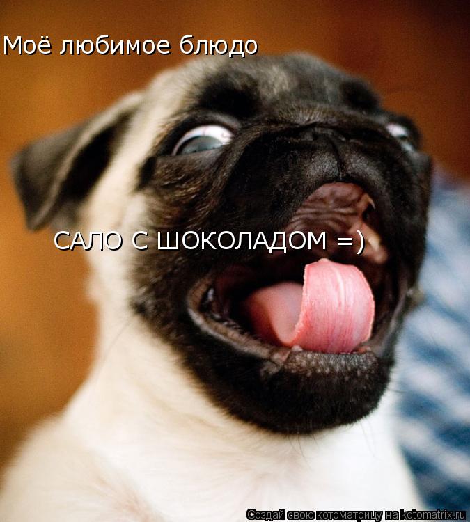 Котоматрица: САЛО С ШОКОЛАДОМ =) Моё любимое блюдо