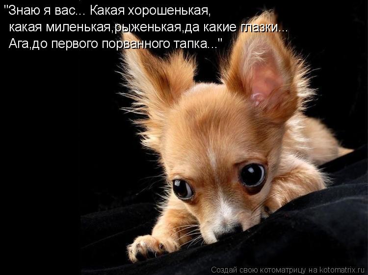 Котоматрица: "Знаю я вас... Какая хорошенькая, какая миленькая,рыженькая,да какие глазки... Ага,до первого порванного тапка..."