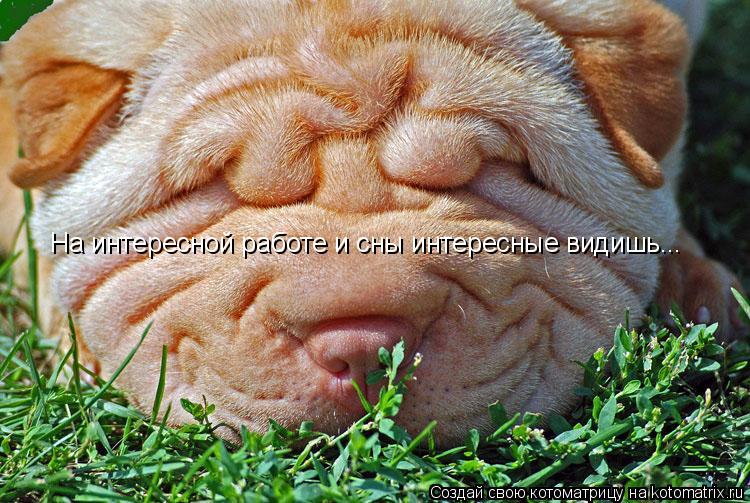 Котоматрица: На интересной работе и сны интересные видишь...