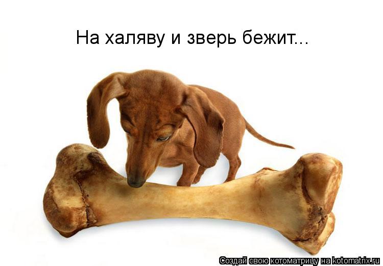Котоматрица: На халяву и зверь бежит...
