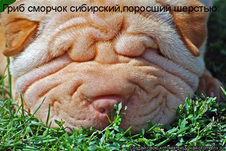 Котоматрица: Гриб сморчок сибирский,поросший шерстью.