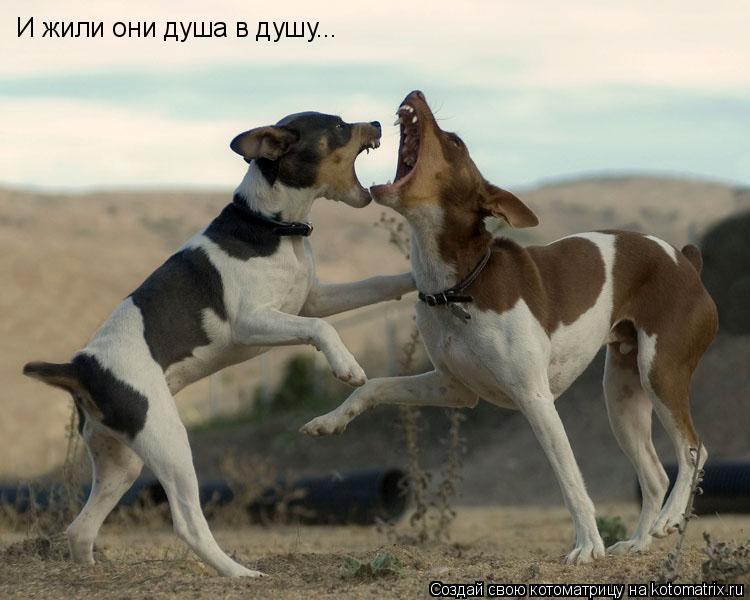 Котоматрица: И жили они душа в душу...