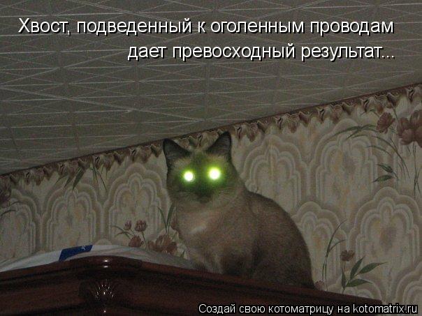 Котоматрица: Хвост, подведенный к оголенным проводам дает превосходный результат...
