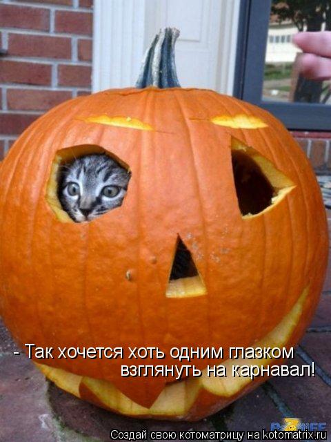 Котоматрица: - Так хочется хоть одним глазком взглянуть на карнавал!