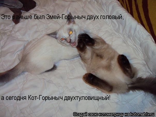Котоматрица: Это раньше был Змей-Горыныч двух головый, а сегодня Кот-Горыныч двухтуловищный!