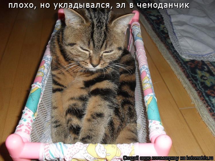 Котоматрица: плохо, но укладывался, эл в чемоданчик
