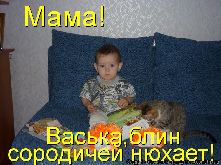 Котоматрица: Мама! Васька,блин сородичей нюхает!