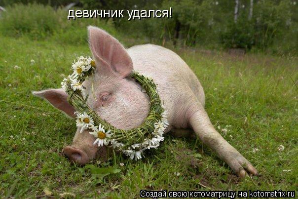Котоматрица: девичник удался!