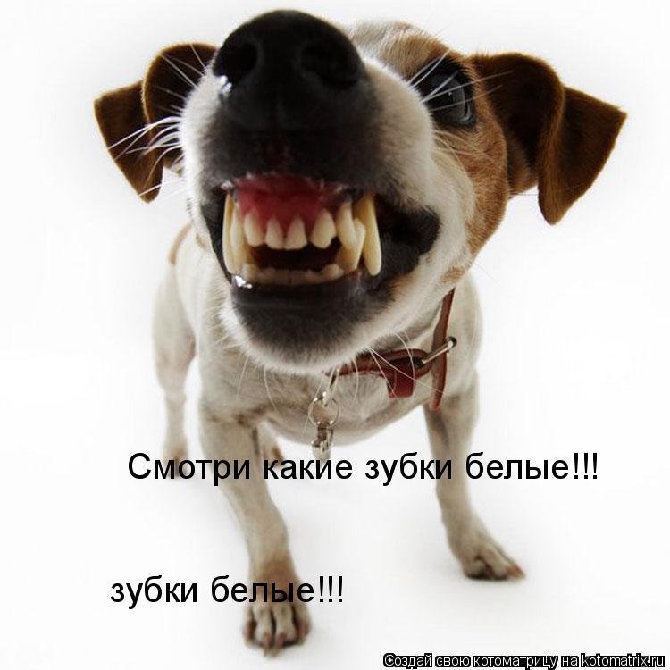 Котоматрица: Смотри какие зубки белые!!!  зубки белые!!!