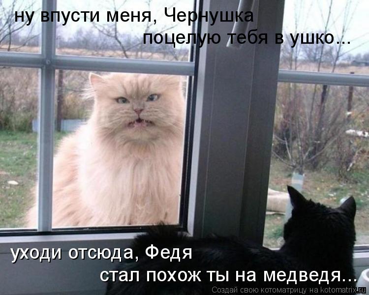 Котоматрица: ну впусти меня, Чернушка поцелую тебя в ушко... уходи отсюда, Федя стал похож ты на медведя...