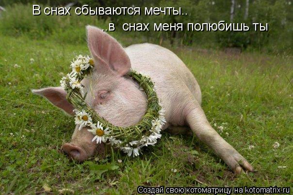 Котоматрица: В снах сбываются мечты.. ..в  снах меня полюбишь ты