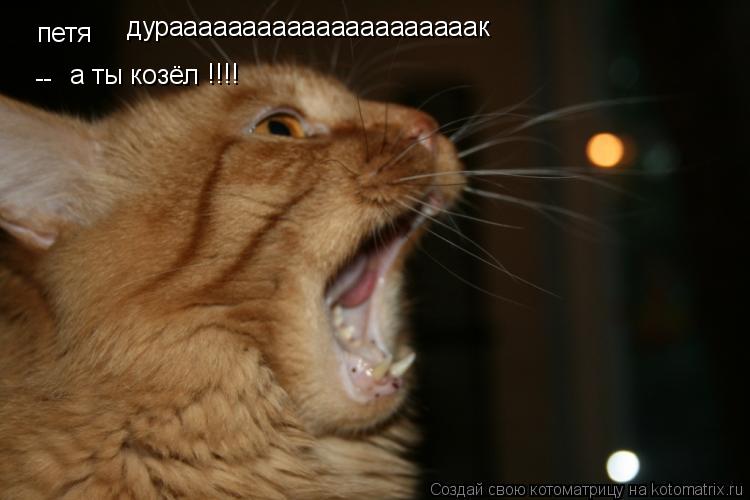 Котоматрица: петя дурааааааааааааааааааааак -- а ты козёл !!!!