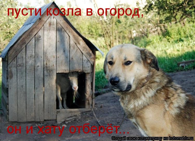 Котоматрица: пусти козла в огород, он и хату отберёт...