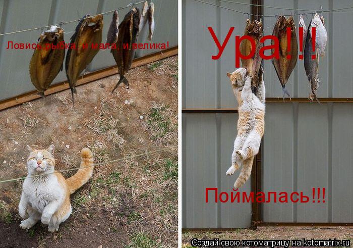 Котоматрица: Ловись,рыбка, и мала, и велика! Ура!!! Поймалась!!!