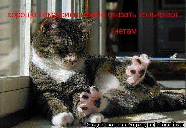 Котоматрица: хорошо покрасили нечего сказать только вот нетам