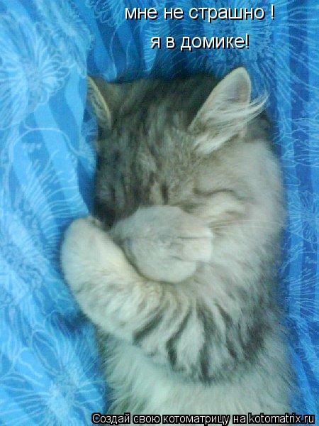 Котоматрица: мне не страшно ! я в домике!